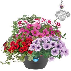 Bild von Hp27 multi Mix 03